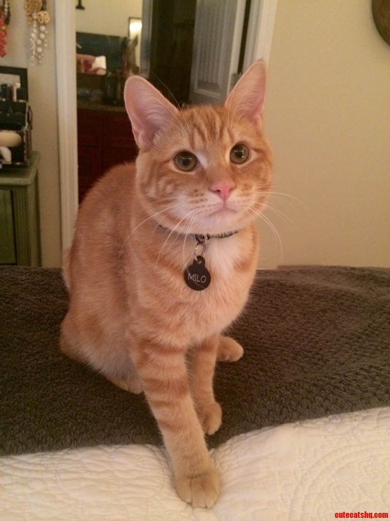 This Is Milo My Best Good Friend. He Chases Ice Cubes and Likes to Hang on Curtains.