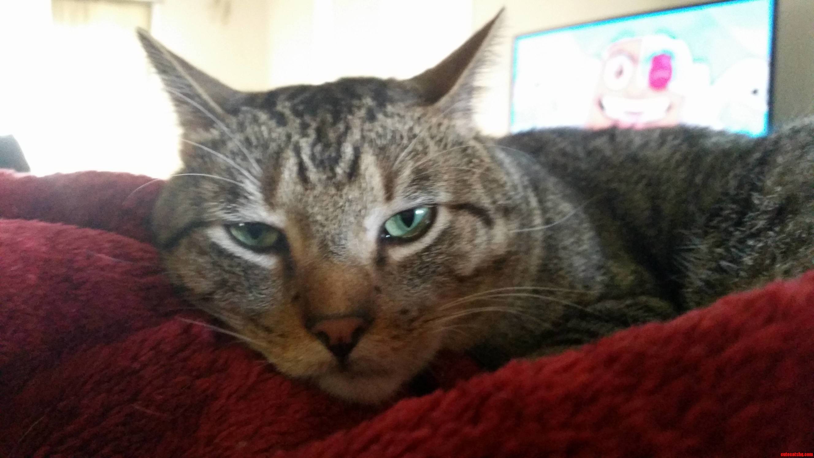 This Is Mungo Jerry He Always Looks Crabby but Hes a Big Softy