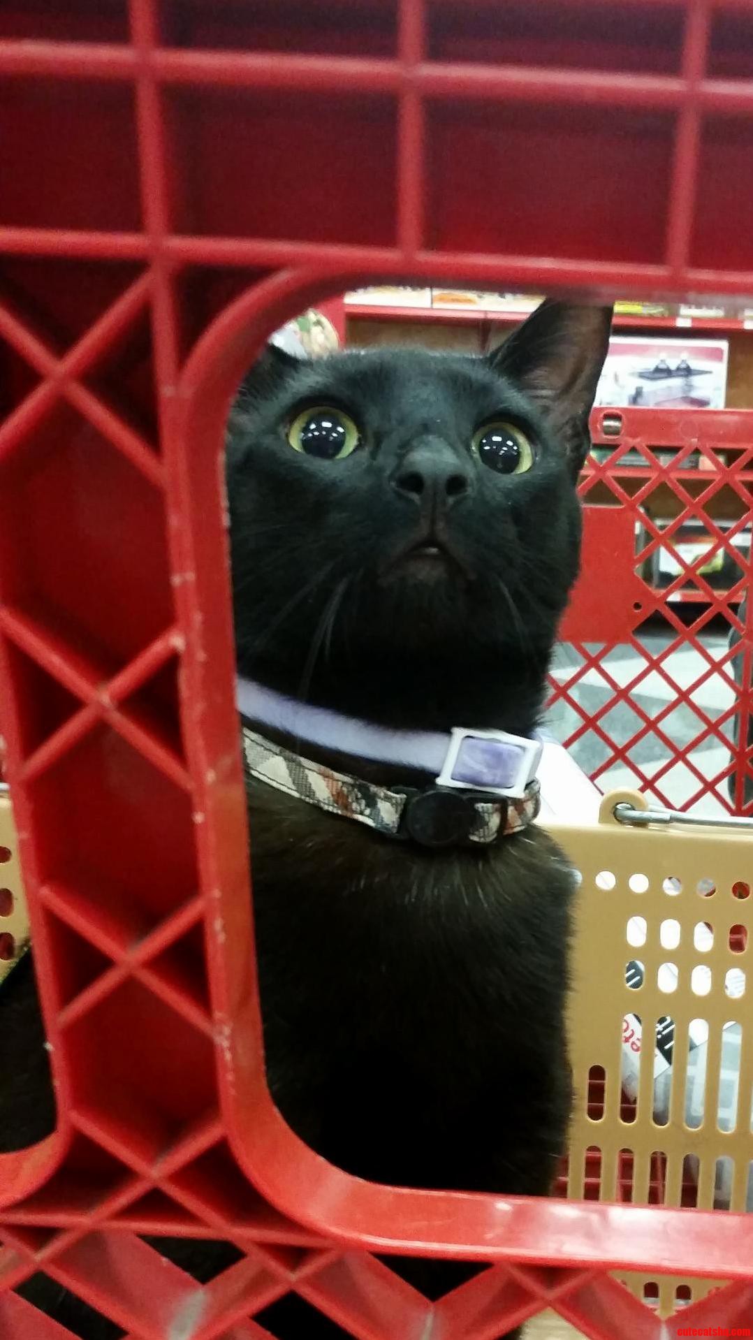 This Is My Cat Jasper. This Is His First Time at the Pet Store.