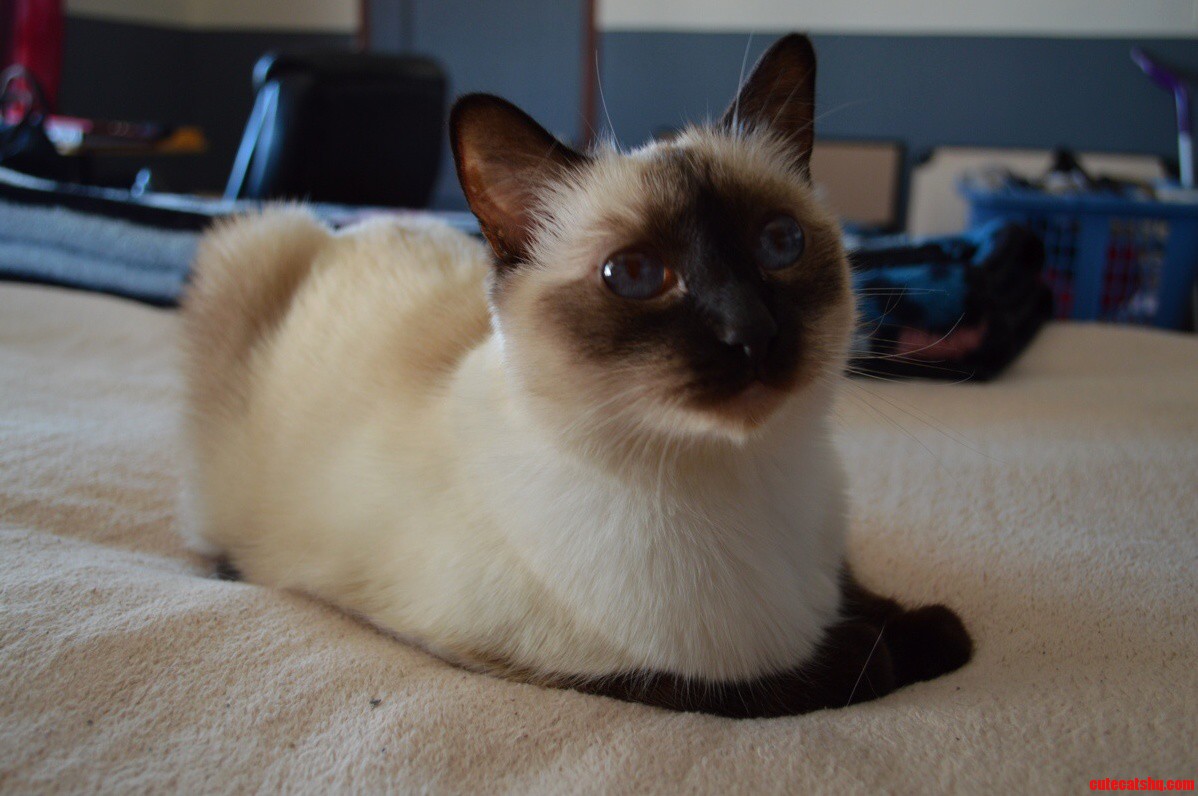 This Is My Cat Jill We Call Her Monker