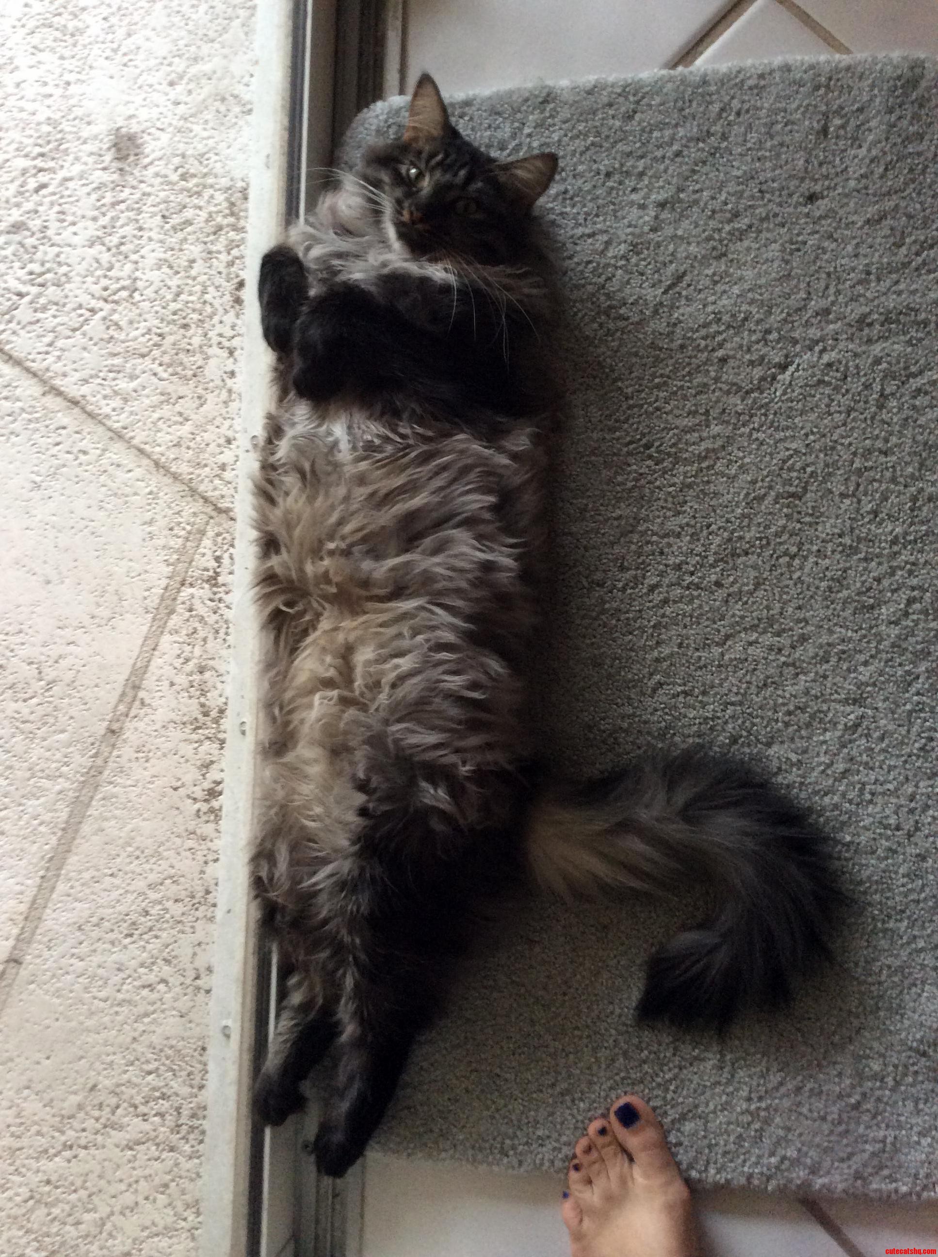 This Is My Cat Percy. I Have No Idea What Breed He Is Can Any of You Tell