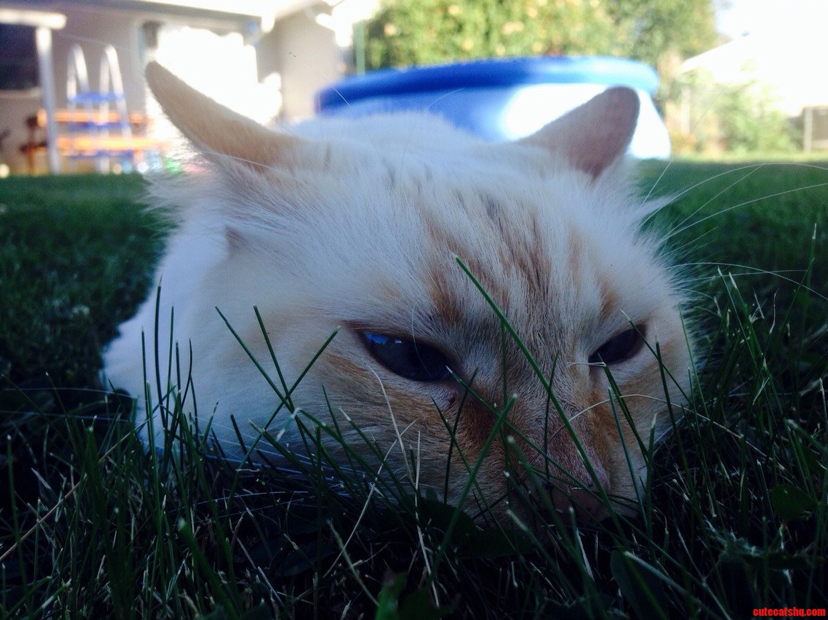 This Is My Cat Uzi. I Just Like Him.