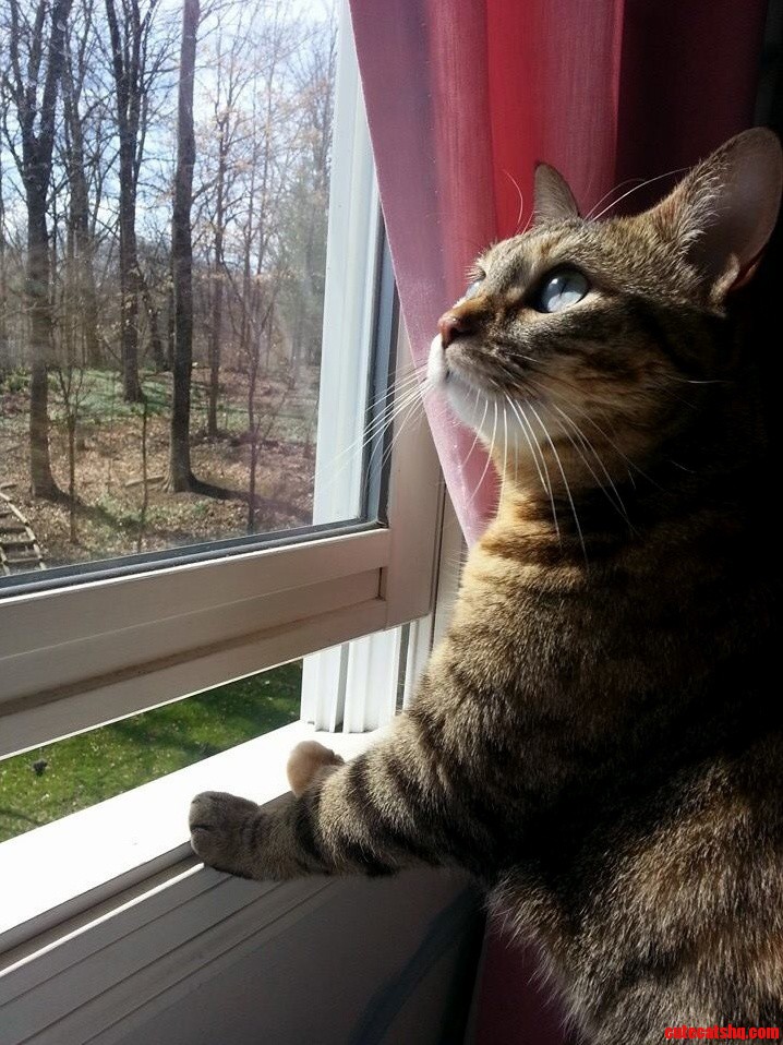 This Is My Girlfriends Cat She Reminds Me of the Feline Version of Ron Burgondy.