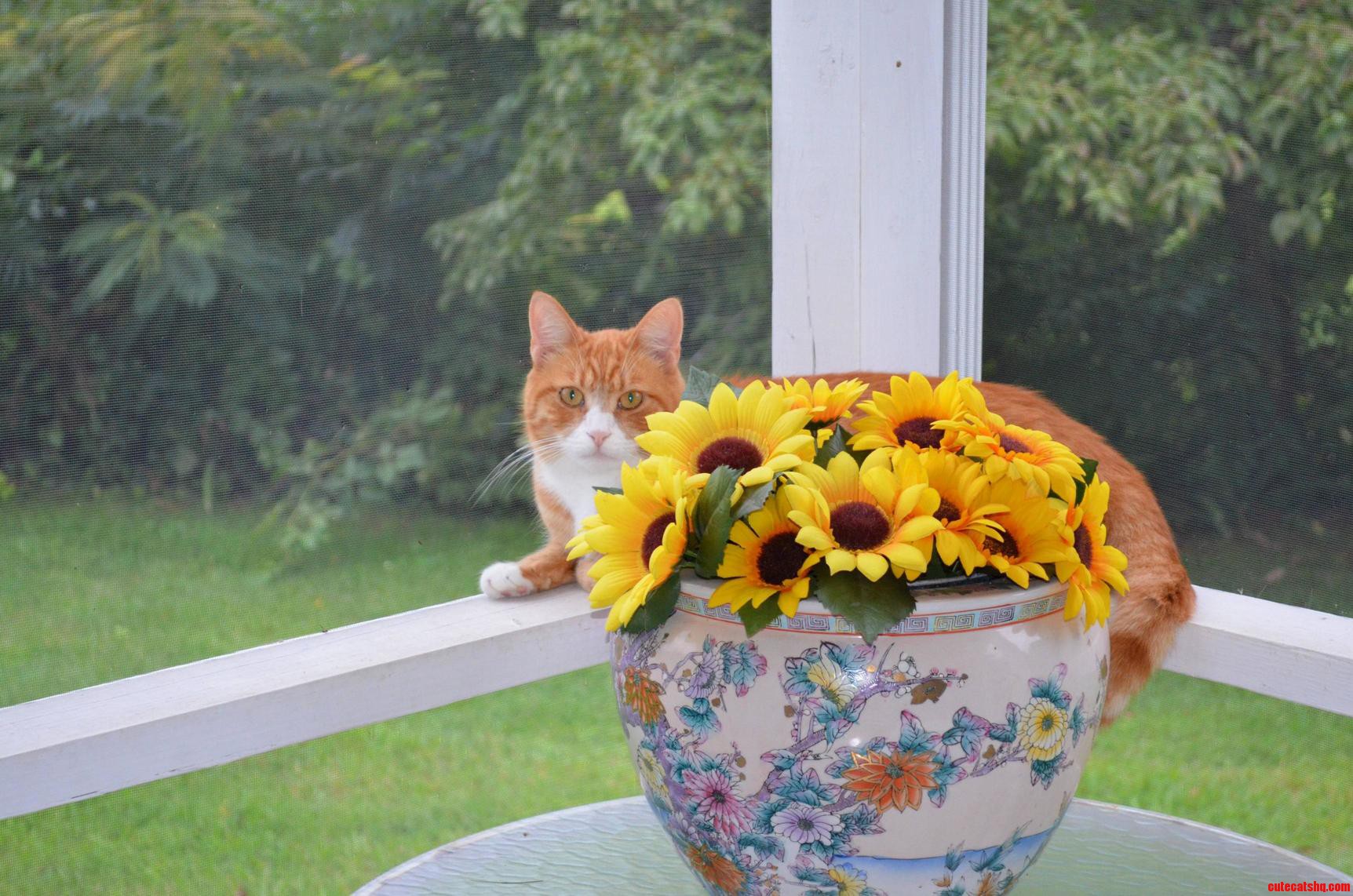 This Is My Moms Cat He Doesnt Like Anyone Other Than My Mother but He Sure Is Pretty.