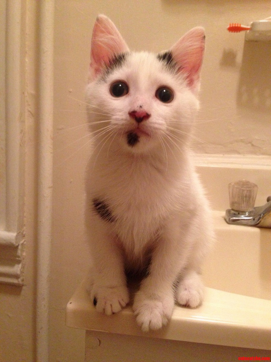 This Is My New Kitten He Is 9 Weeks Old and His Name Is Chico.