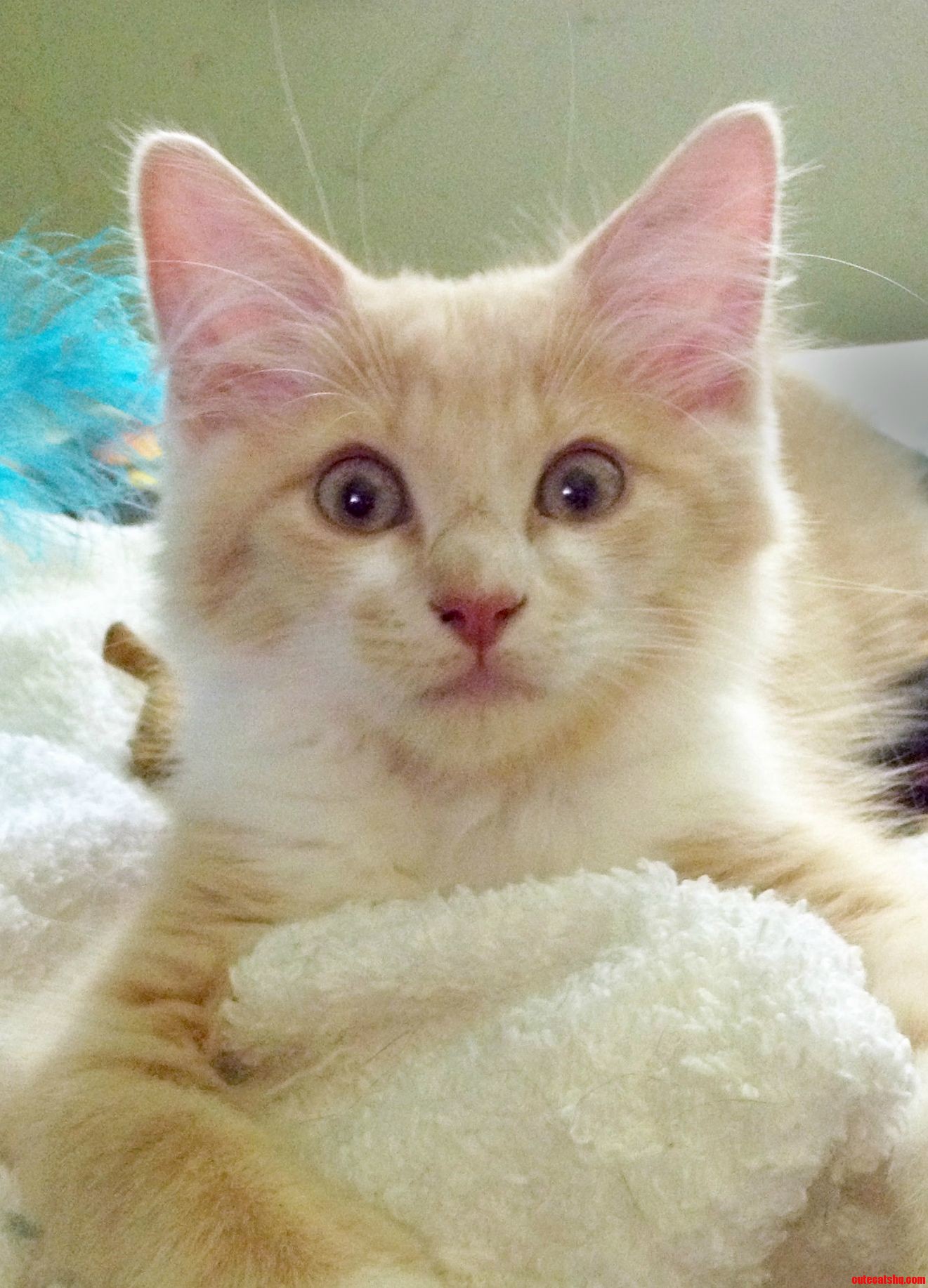 This Is the Look My Newly-adopted 8 Week-old Kitten Gave Me When He Heard My Dogs Howl