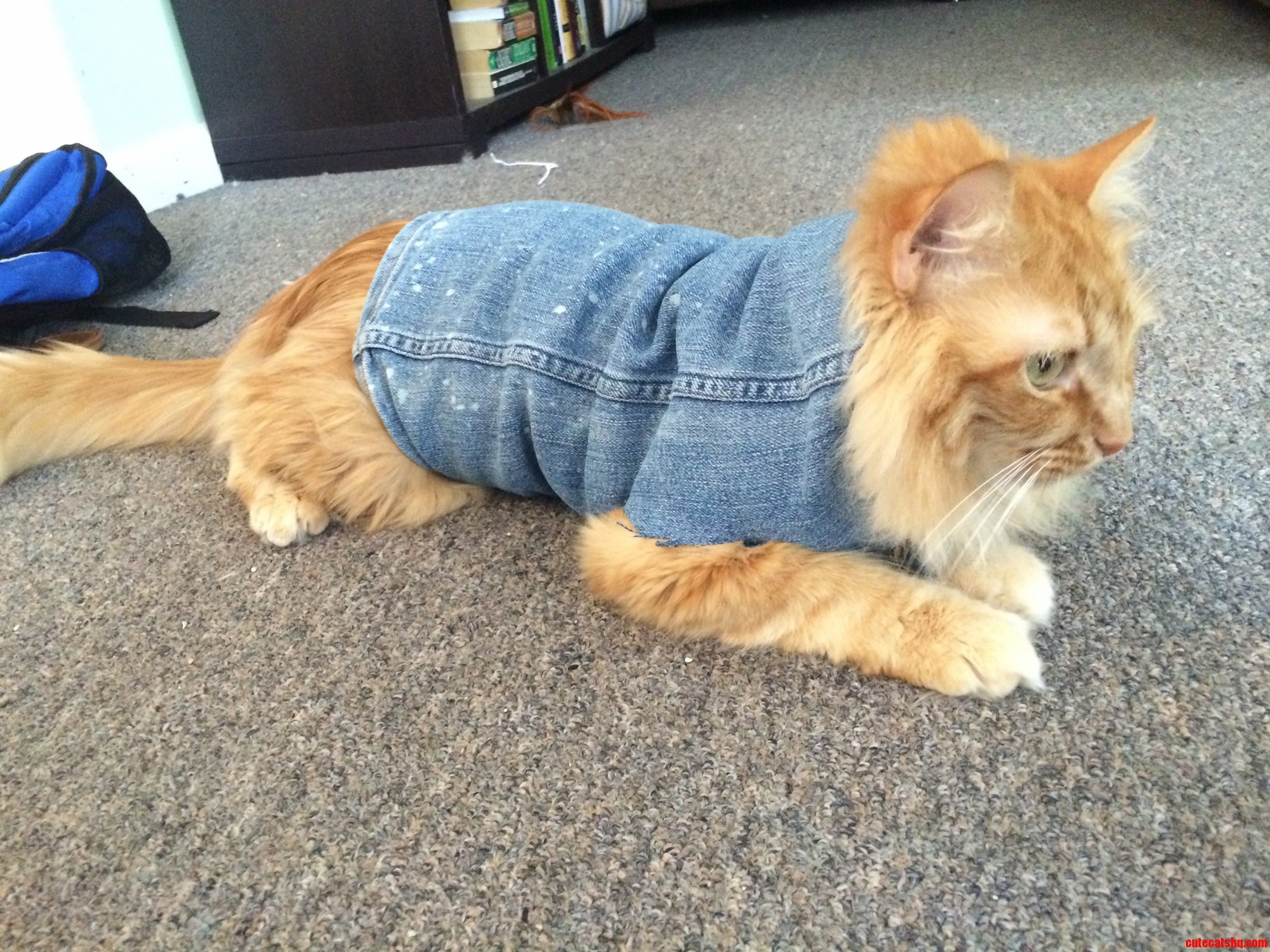 This Is What Happens When I Turn Old Jeans Into Cutoffs- Instant Jean Jacket for Murray