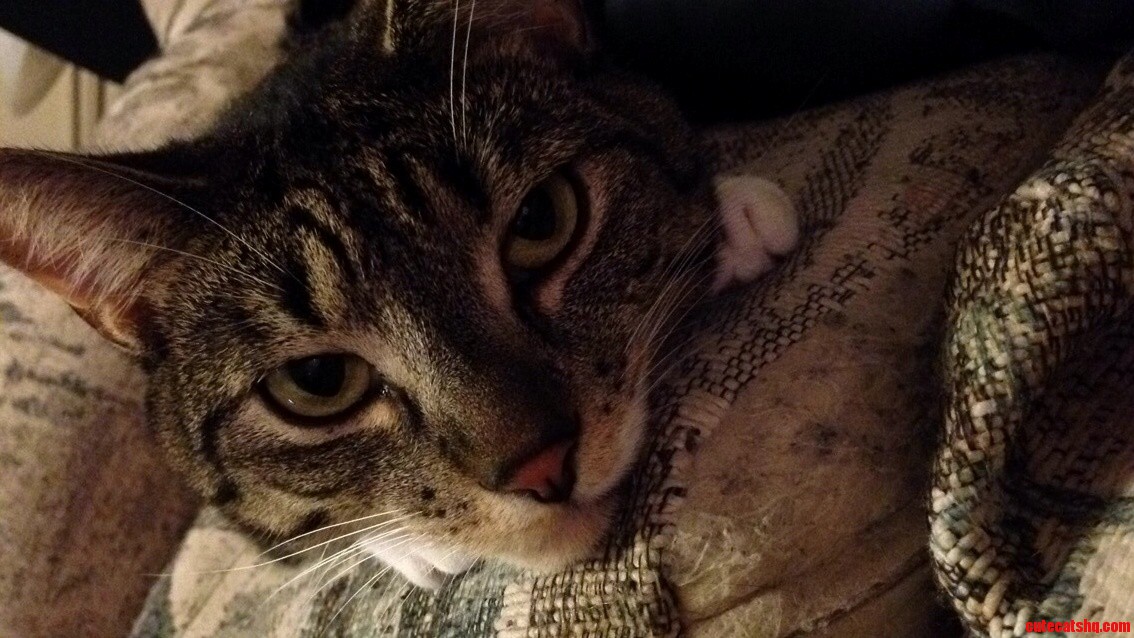 This Is Willow