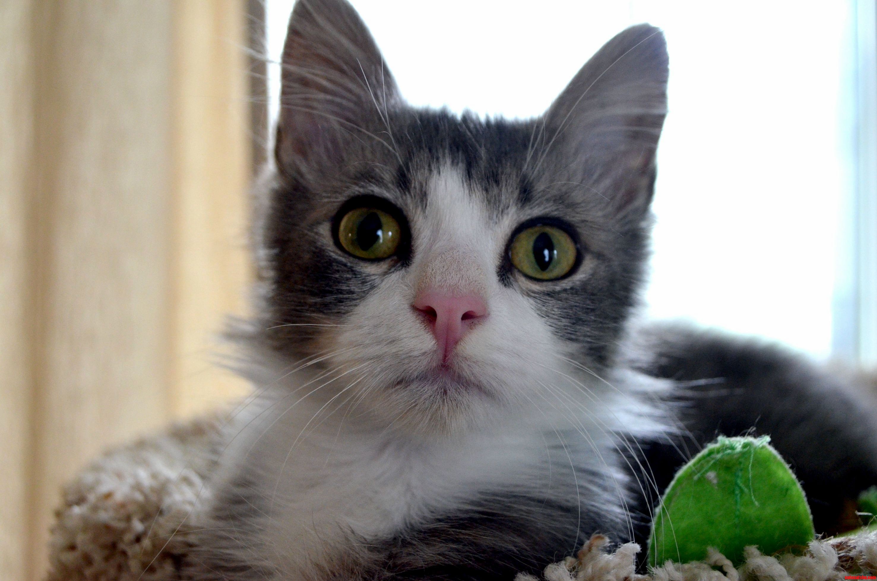 This Little Rotten Recently Stole My Heart...