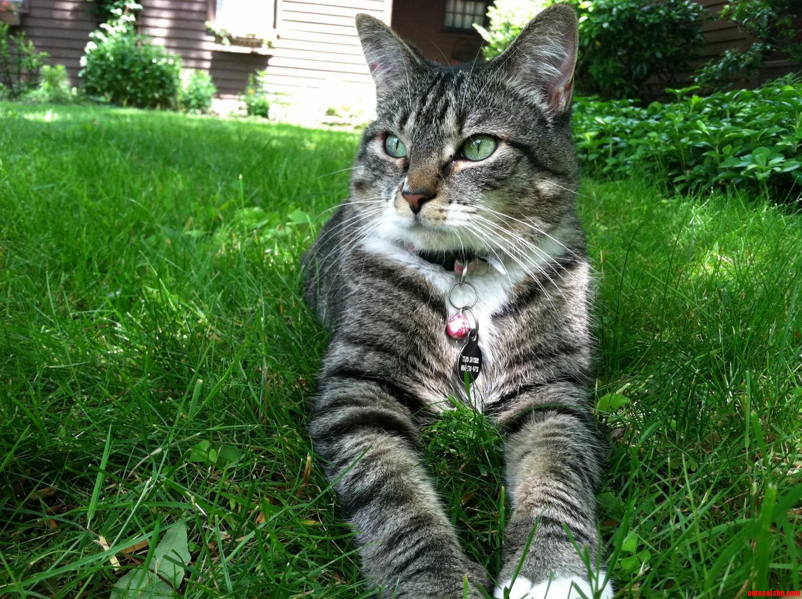 This Photogenic Girl Ran Away from Home 11 Months Ago. I Spotted Her Once Last Winter and Still Have Hope That I Ll See Her Again.