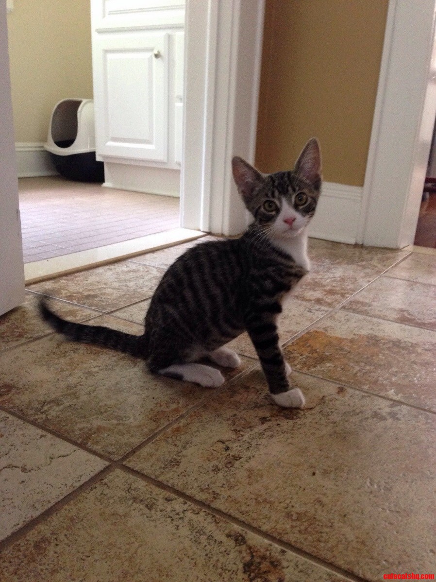 This Picture Makes My Kitten Look Like Hes Only Got 3 Legs