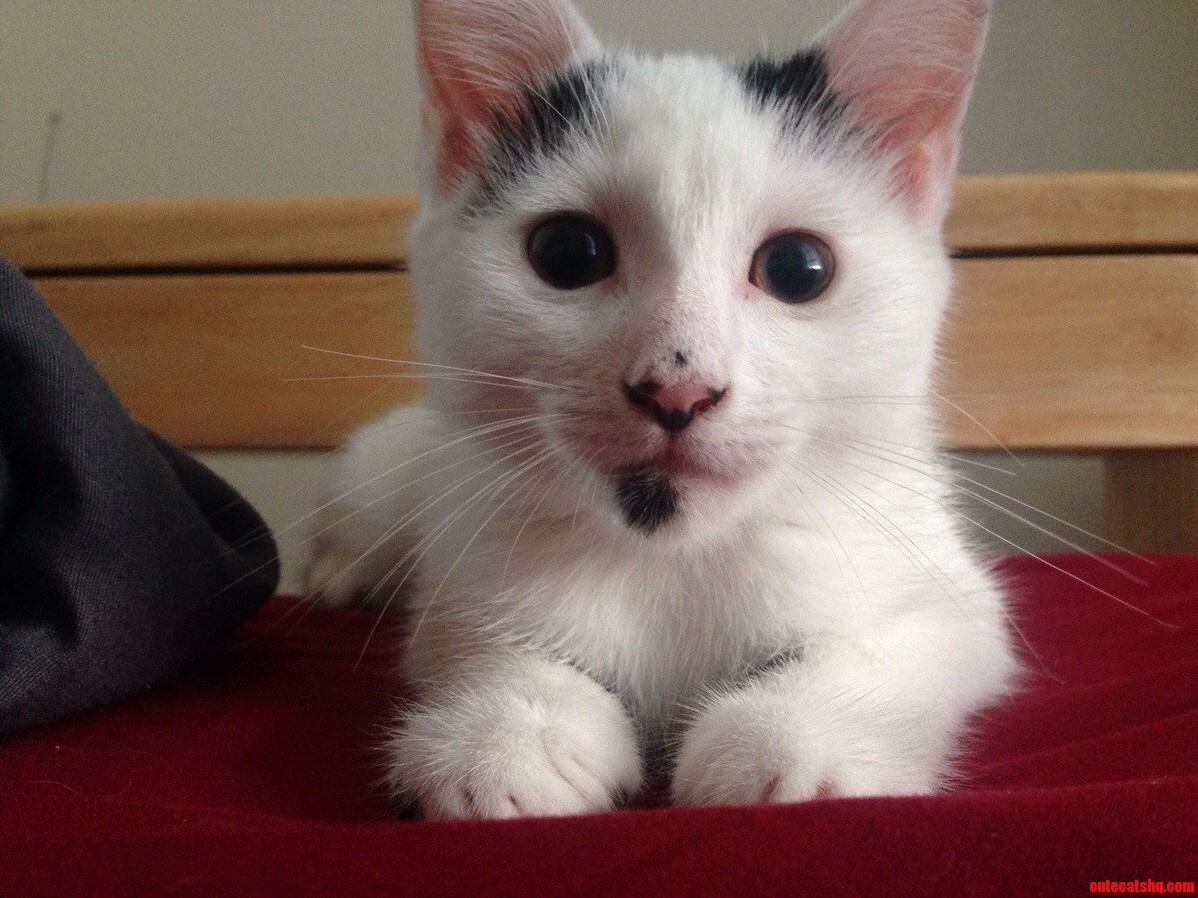 This Is Chico