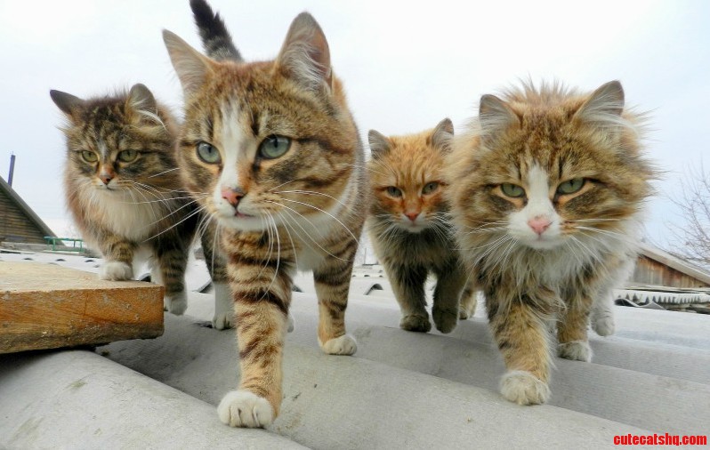 This Is My Gang