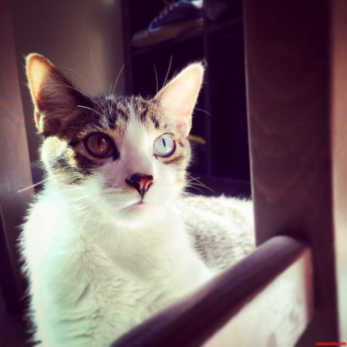 Those Crazy Eyes Hes Super Derpy but Kinda Sweet When He Wants to Be.