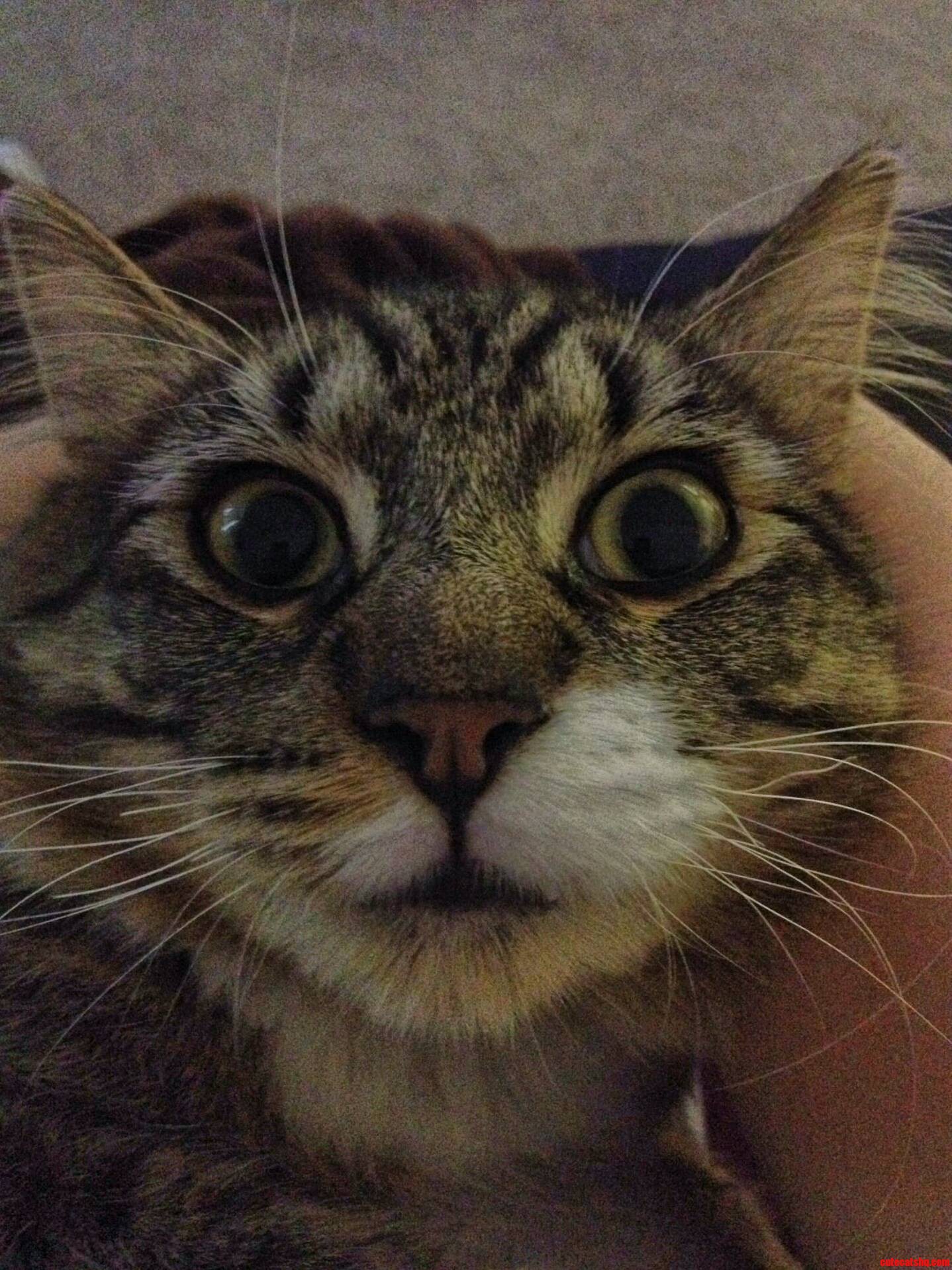 Touch My Belly I Dare You