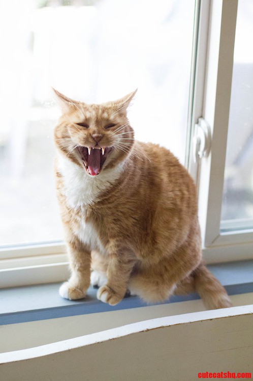 Trying to Get a Good Picture of My Moms Cat Is Hard Sometimes.