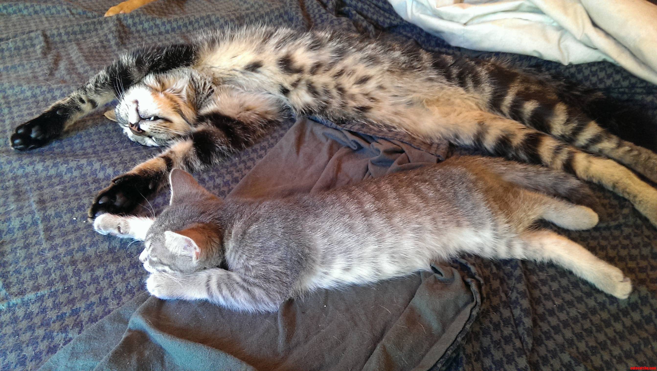 Two Cats in a Serious Afternoon Nap