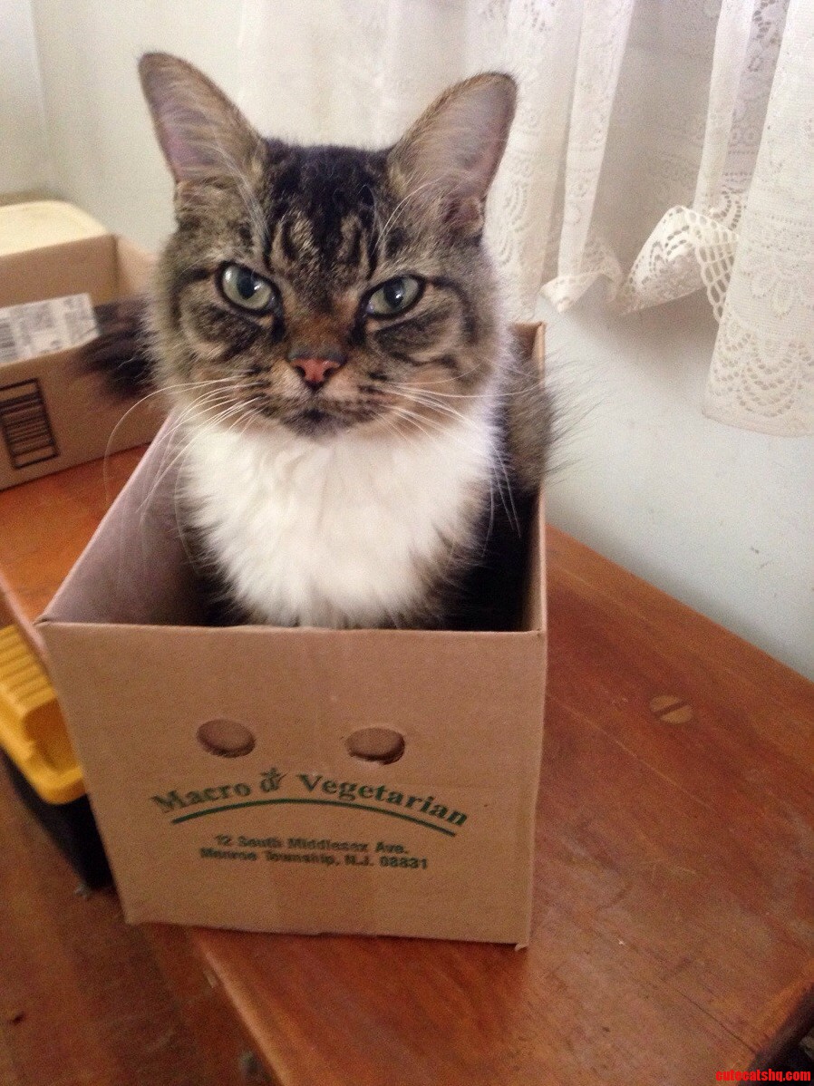 We Had to Put Fisher Down Today. He Was Everything I Ever Wanted in a Cat.