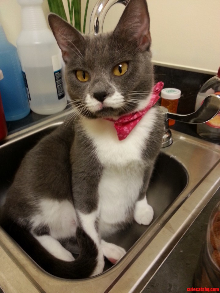 We Went to the Vet and All Truffles Wanted to Do Was Hang Out in the Sink.