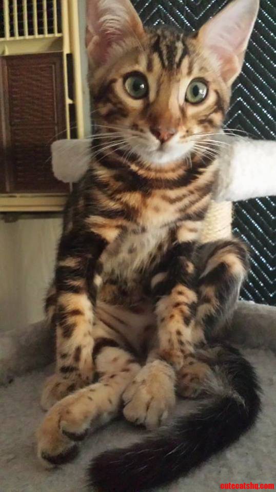 Welcoming Our New Family Member Jive - a Brown Marbled Bengal Kitten.