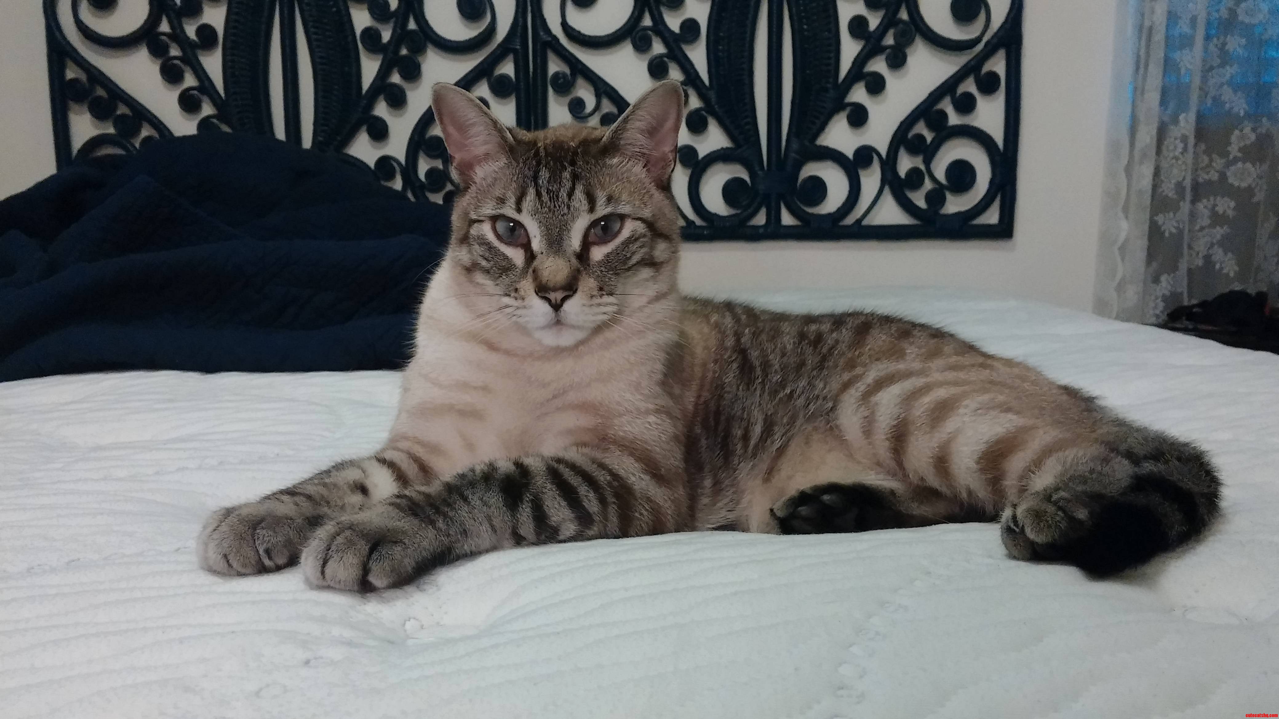 Weve Had This Regal Beast Over Two Years and Still Call Him Cat. No Name Seems to Suit Him...