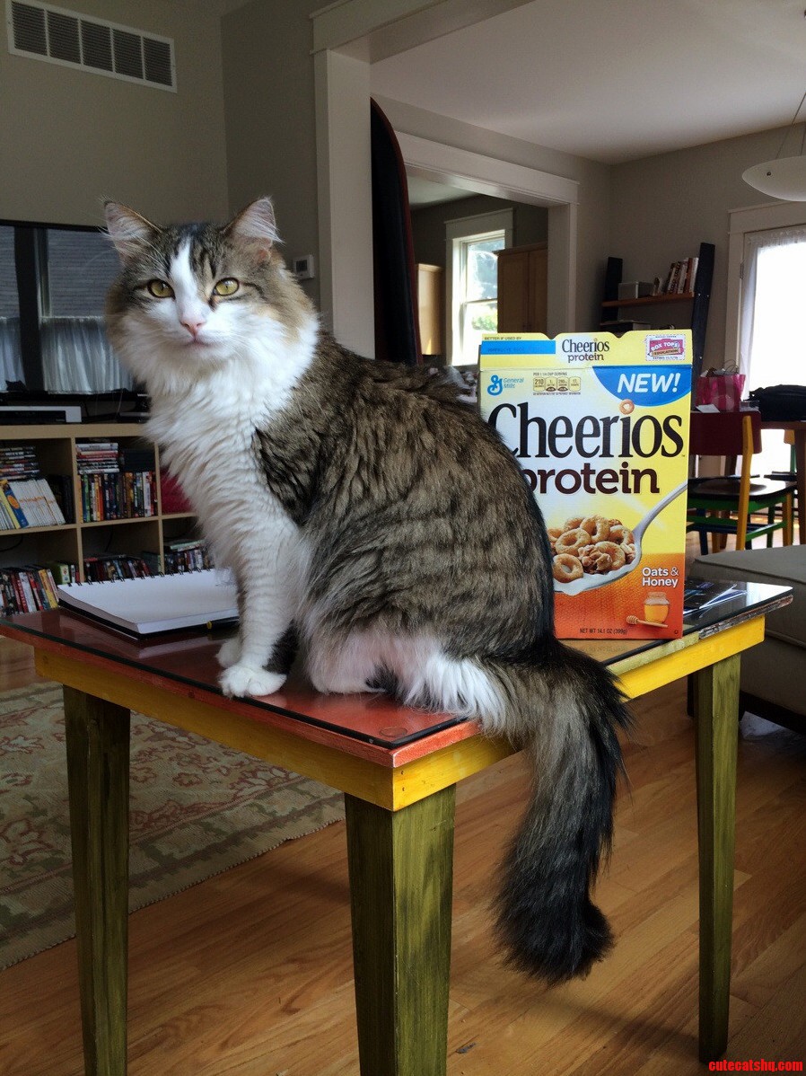 What Kind of Cat Do I Have