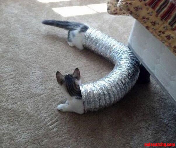 When Cats Play Portal