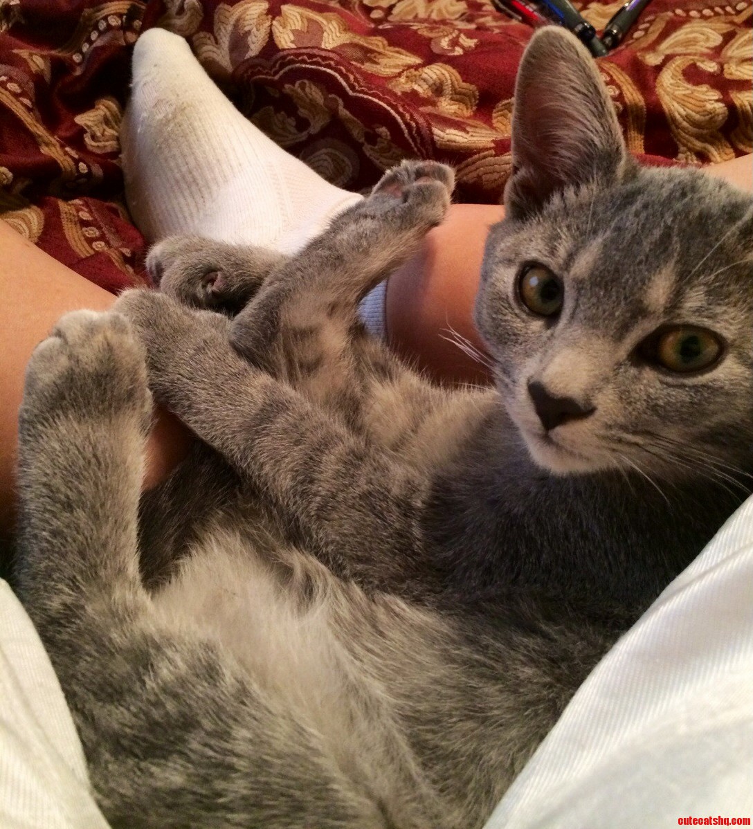 Whenever I Sit with My Legs Crossed She Liked to Lay in the Cubby