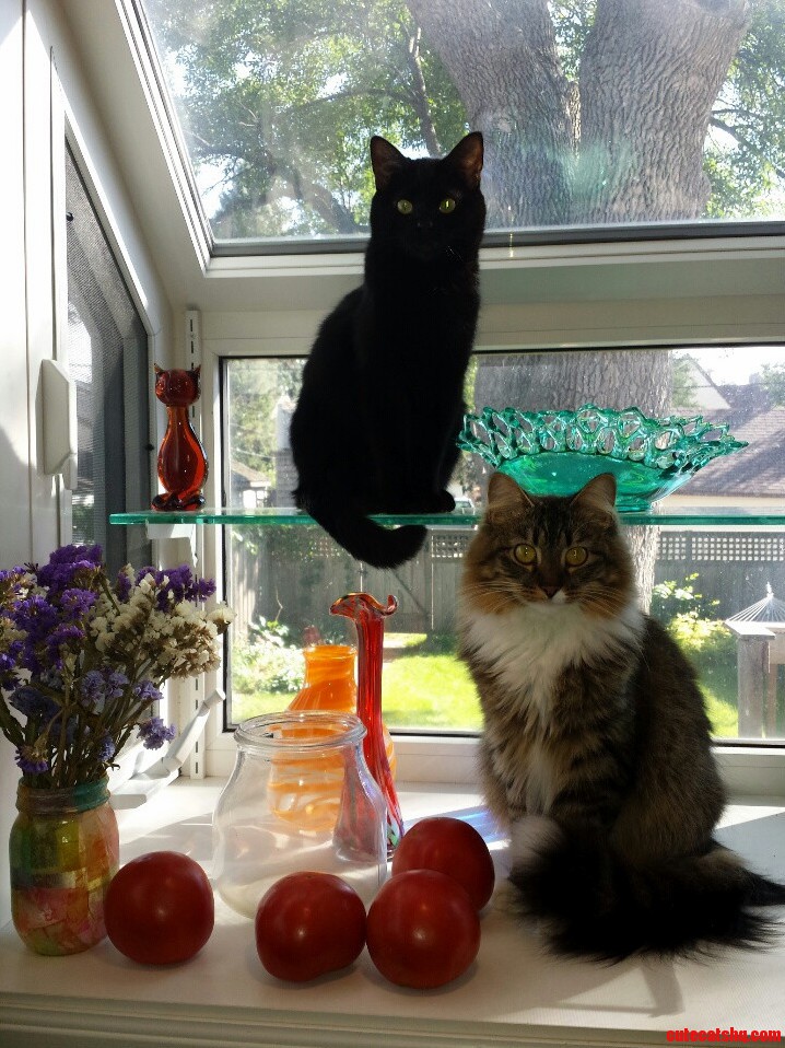 Window Cats