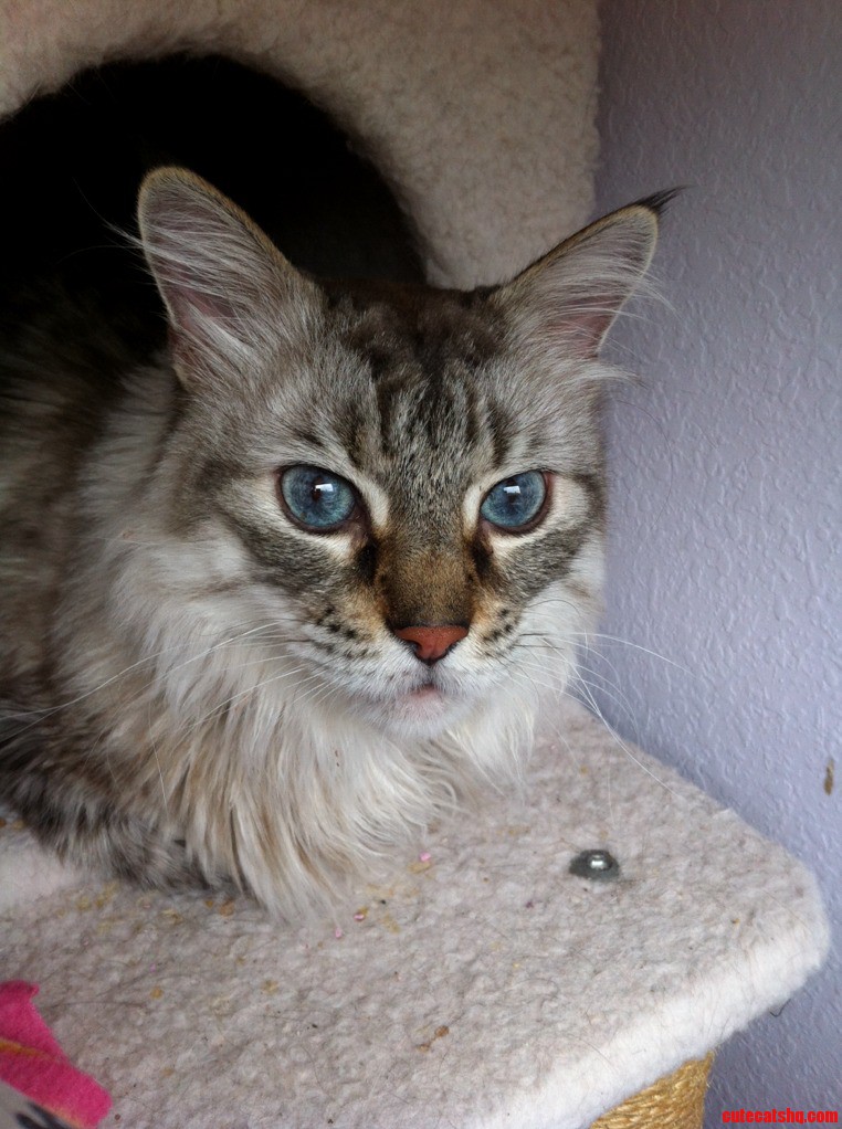 Winston Sure Is a Handsome Cat.