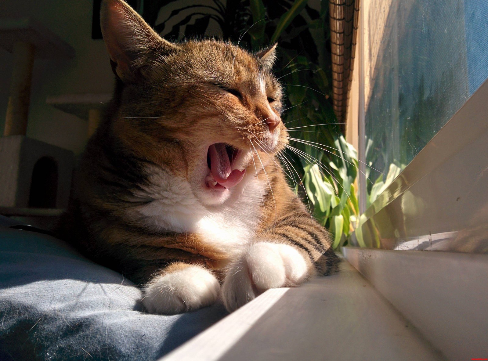 Yawns Look Like Yells