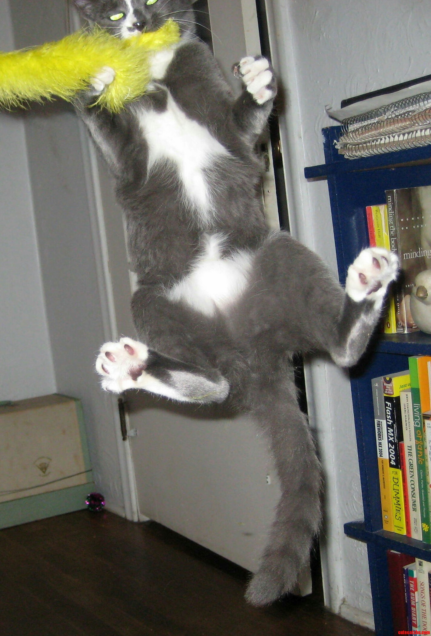 A Air Born Cat and Her Toy.