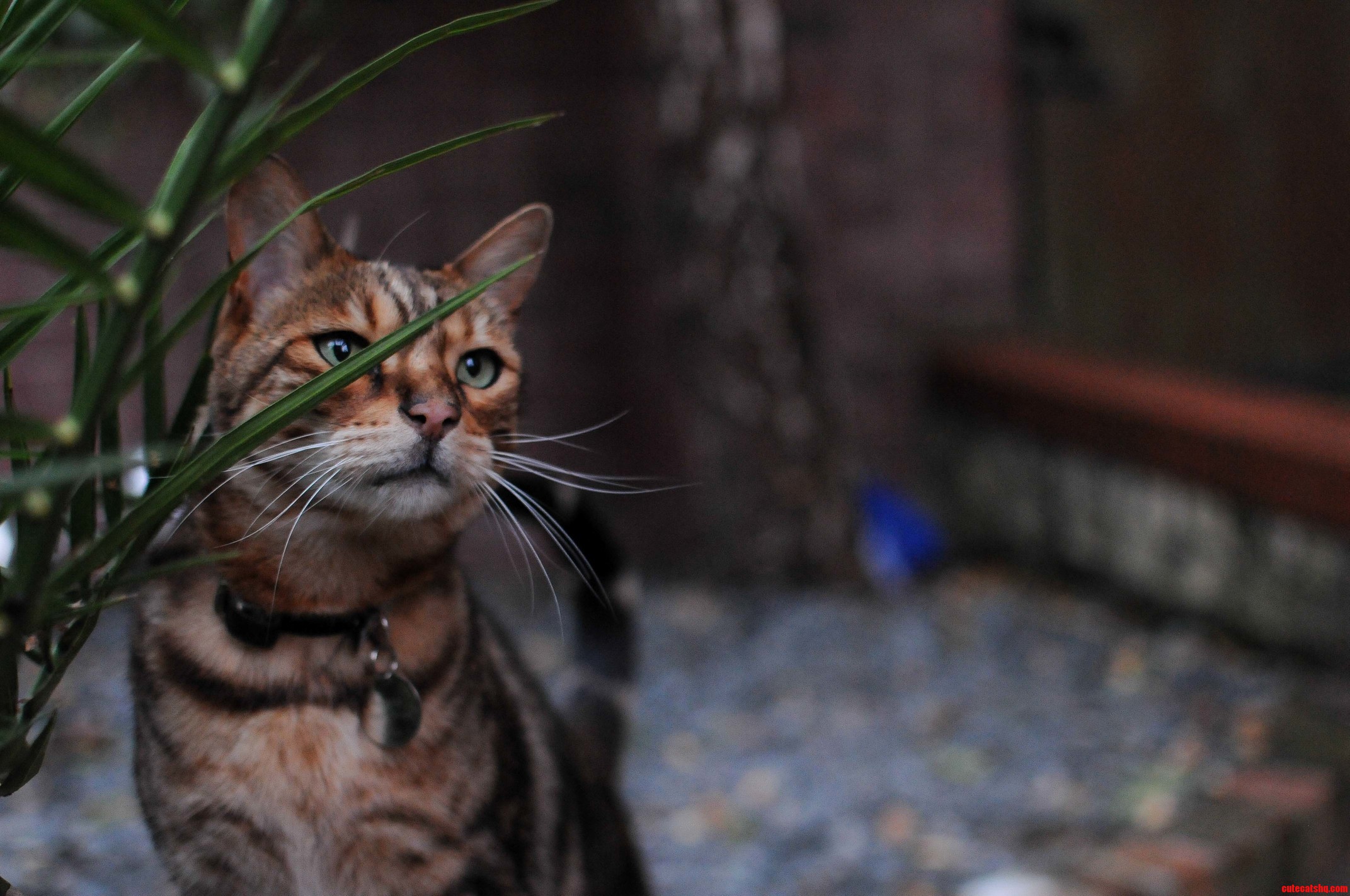 A Bengal Cat That Came for a Visit