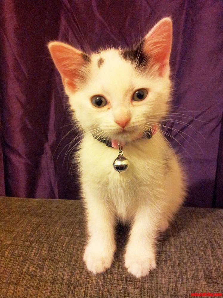 A Friend of Mine Just Got a New Kitten.
