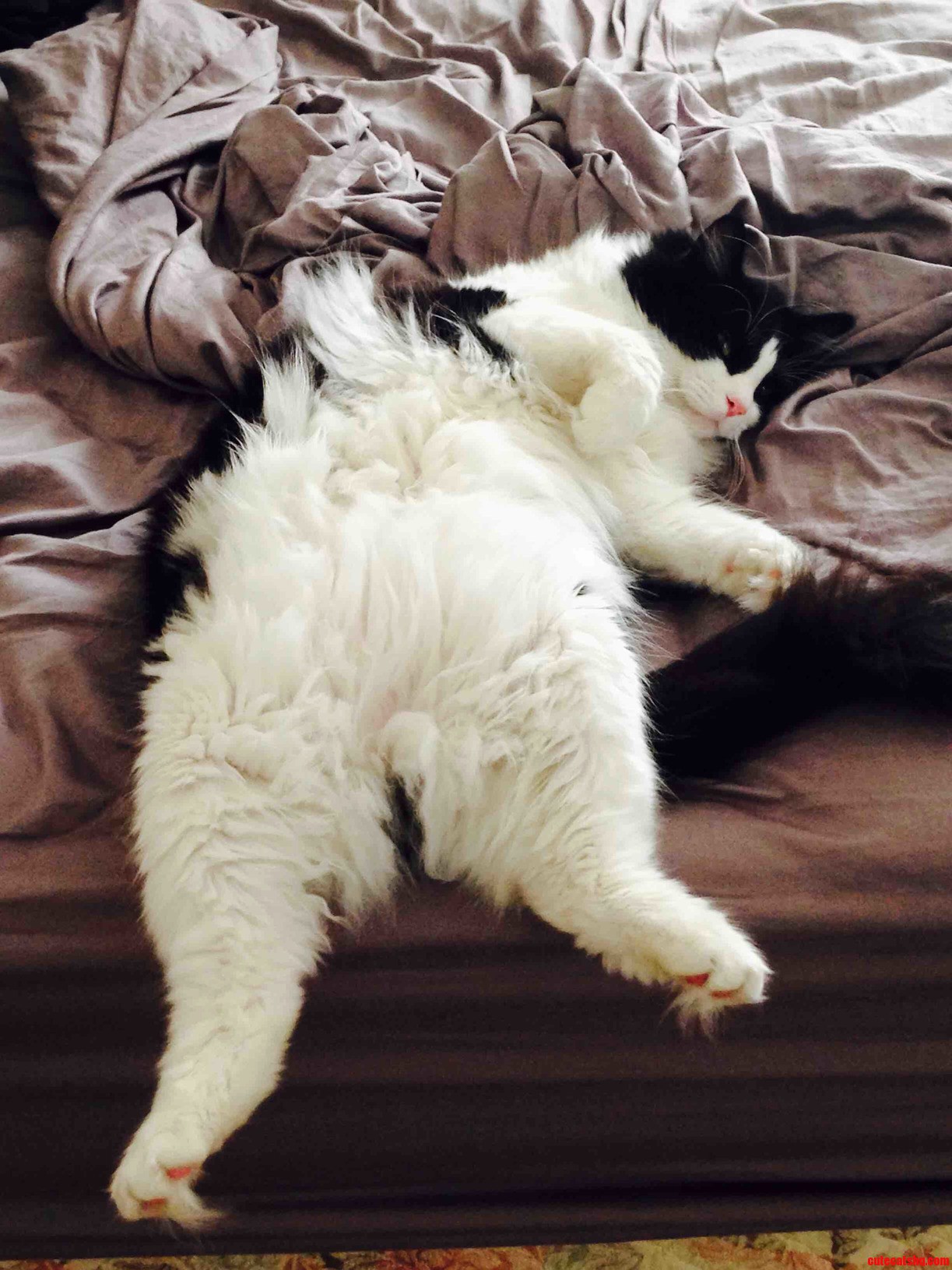 After a Long Day of Racing Around He Got So Tired