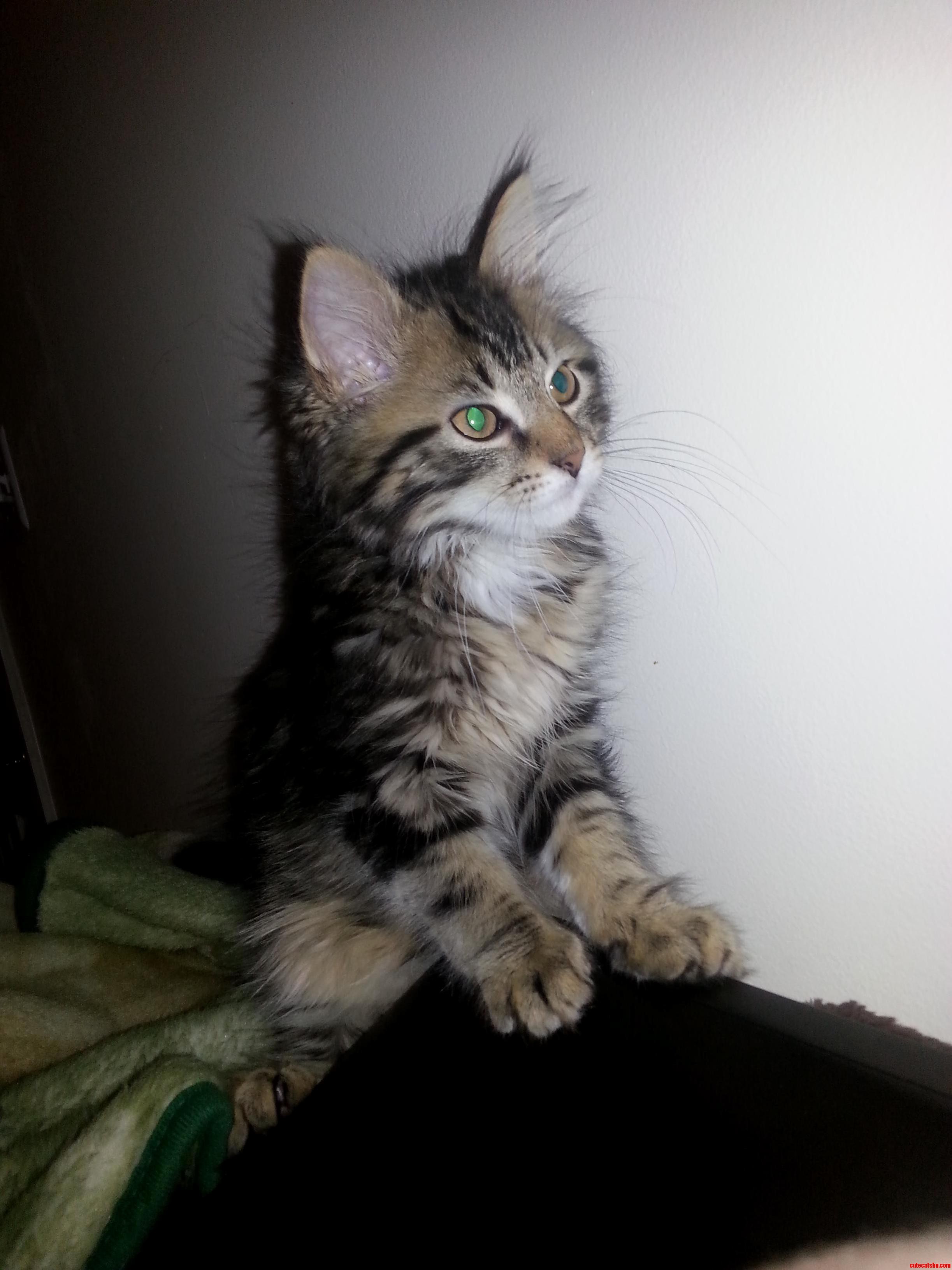 Alien Kitty