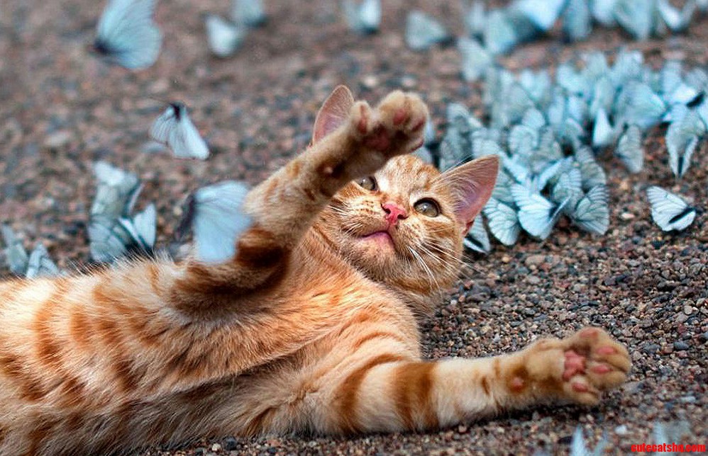 Autumn the Cat Is Feeling a Little Overwhelmed.