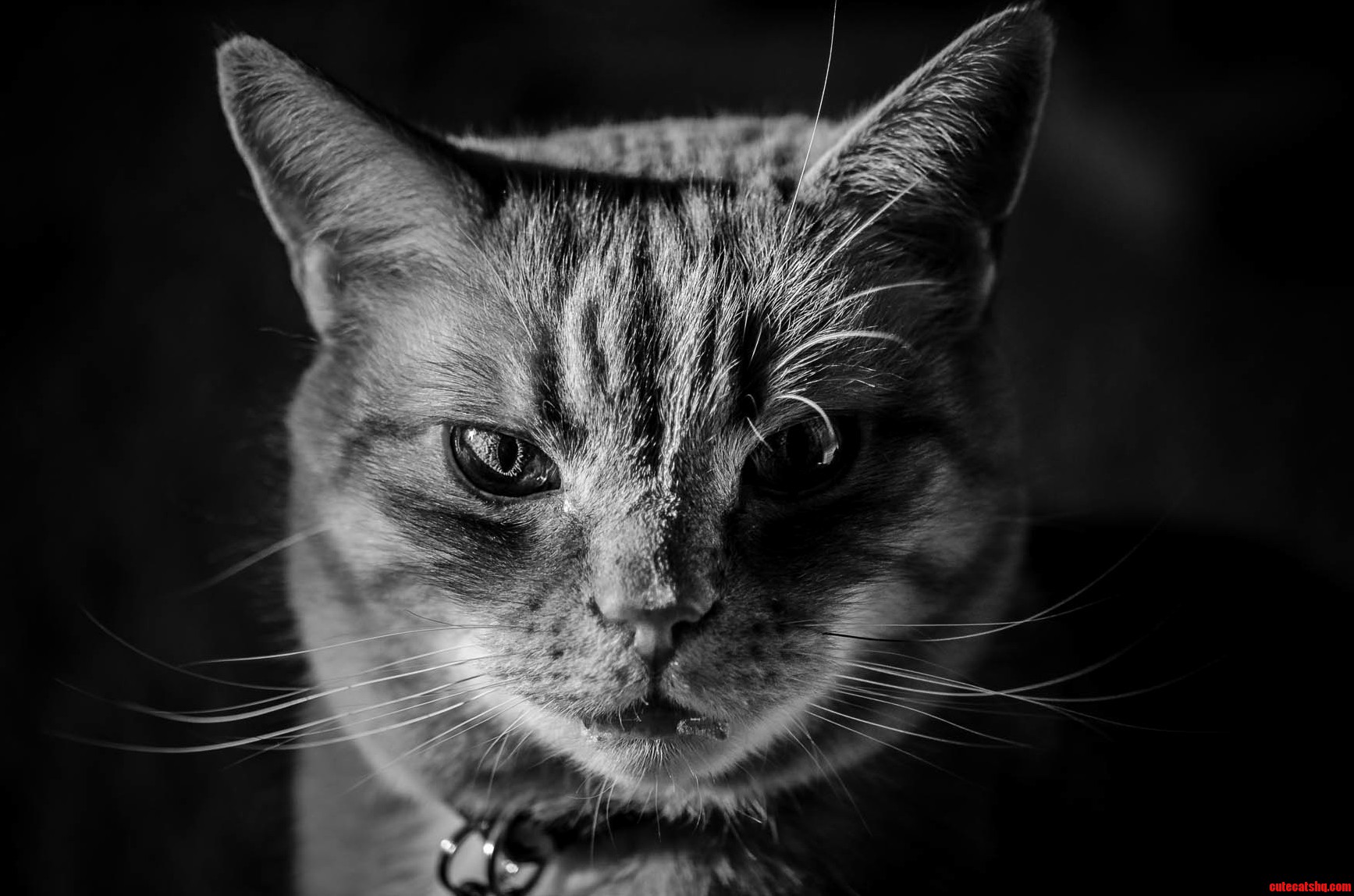 Bw Ginger