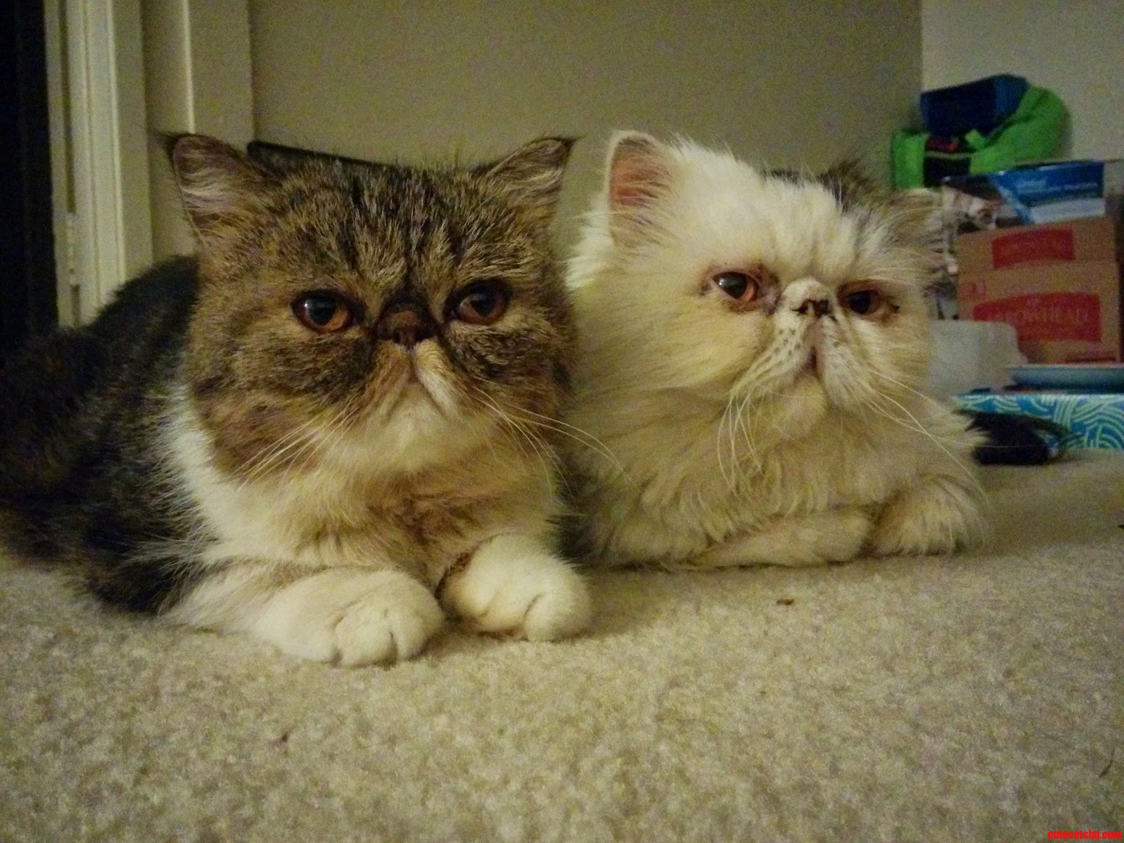 Buddies