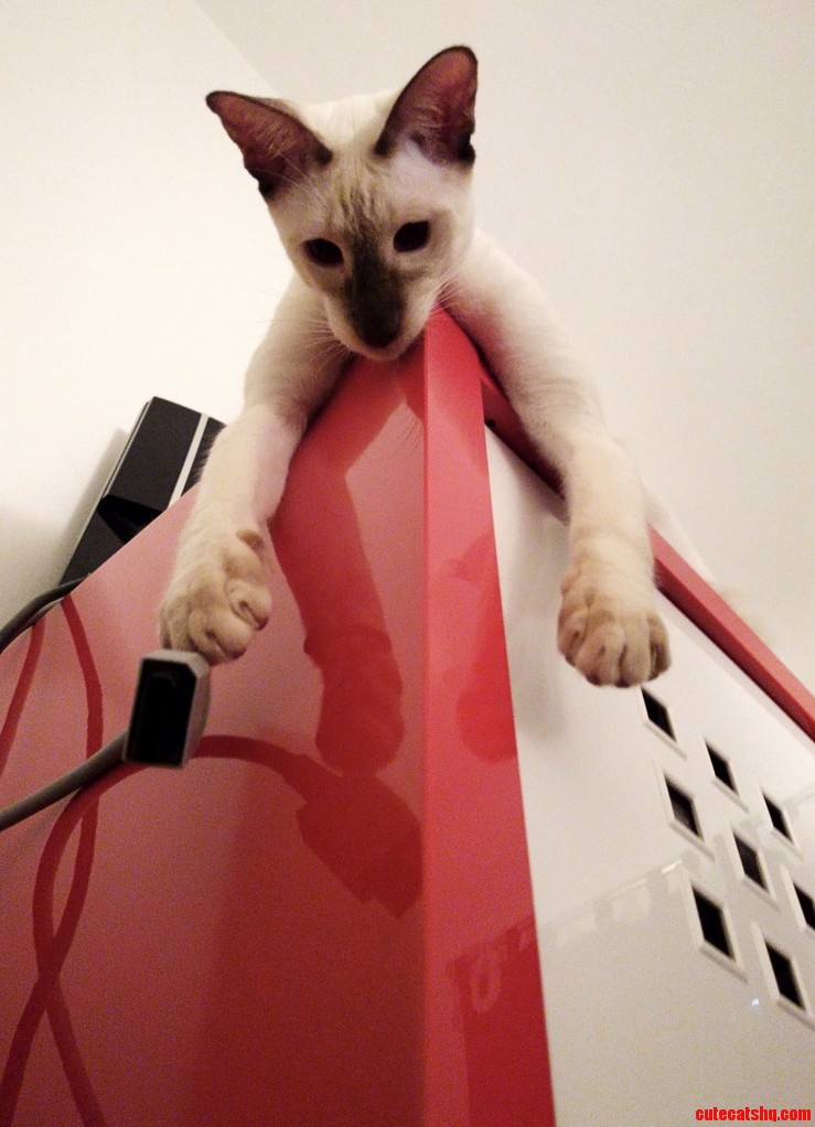 Can You Pass Up That Toy Please