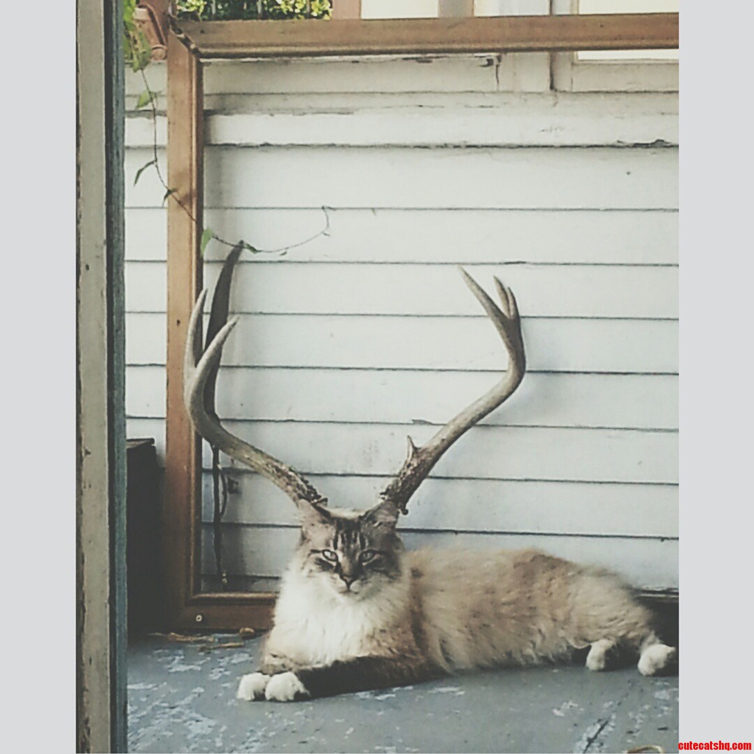 Cat Lined Up Perfectly with Deer Antlers