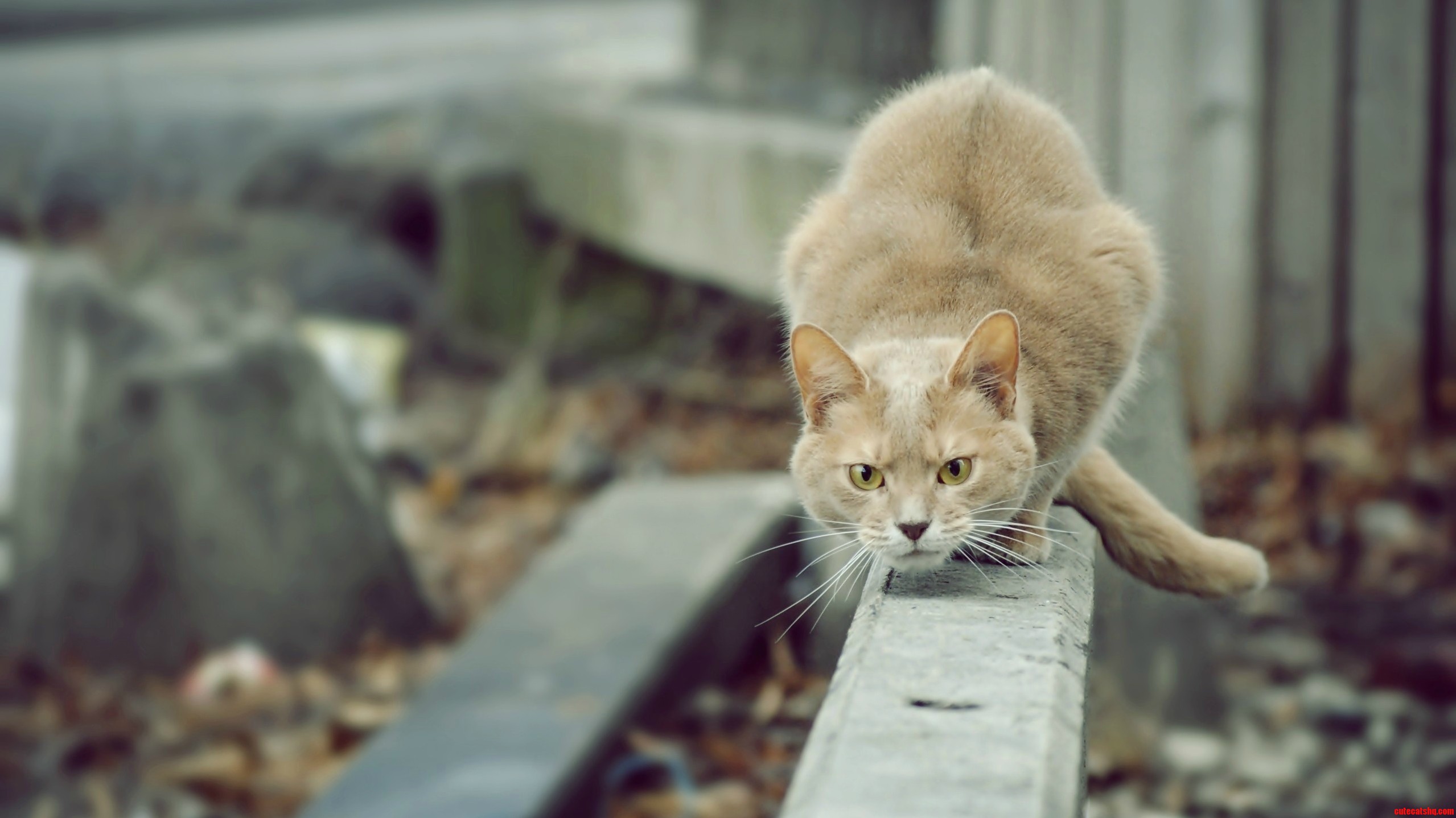 Cat with Expressions
