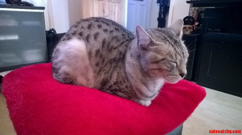 Cat Wouldnt Move Off the Sofa So Had to Move Him and the Cushion