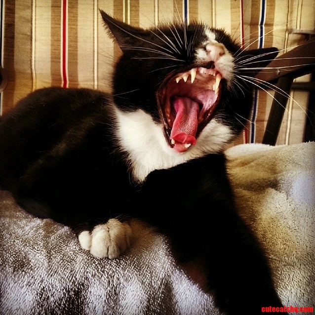 Cat Yawn
