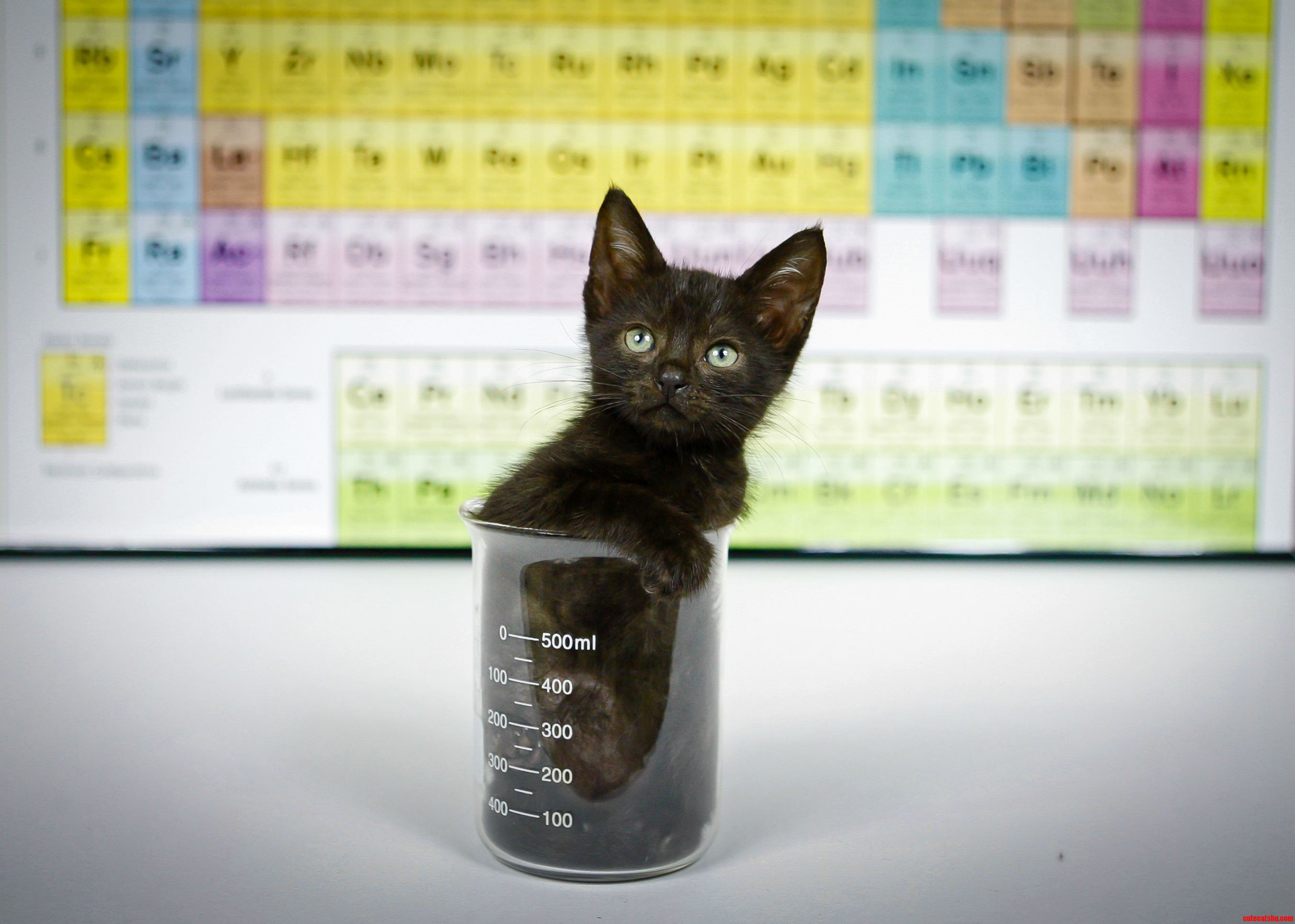 Chemistry Cat
