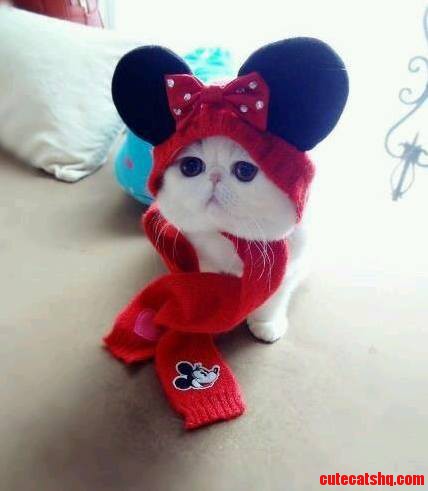 Cute Minnie Mouse Cat