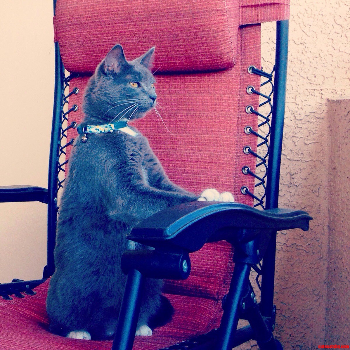 Dwightkitty Pondering All of the Mysteries of the Universe...