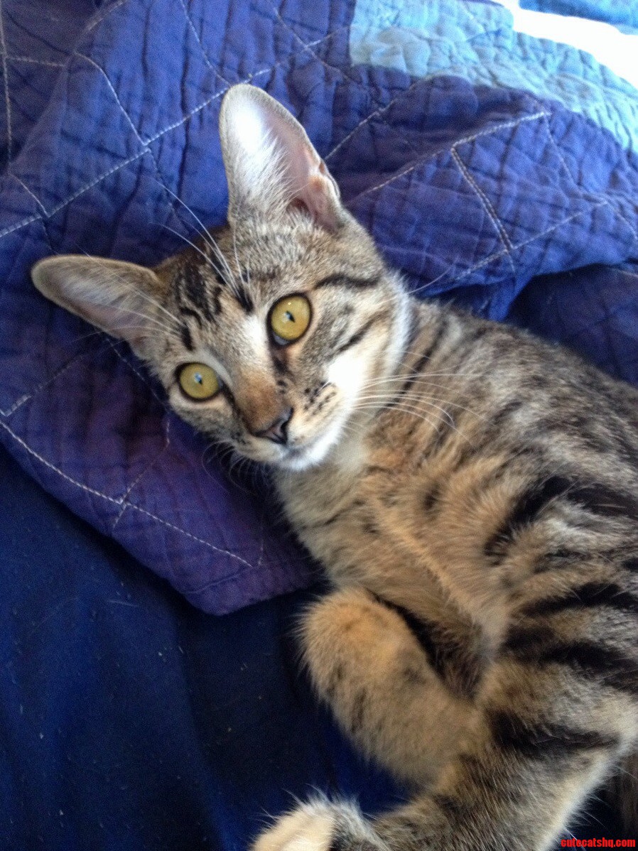 Ellie My First Cat