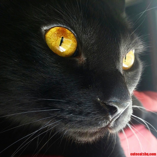 Eyes of Gold