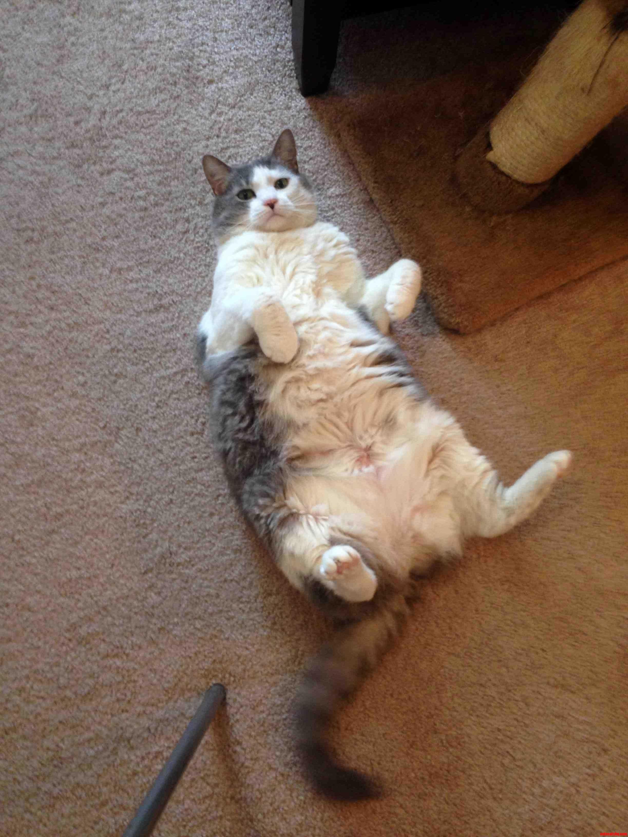 Fat Cat